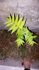 Ailanthus altissima