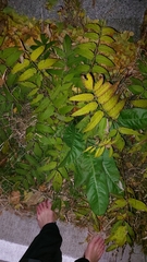 Ailanthus altissima