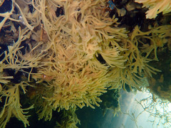 Halichondria bowerbanki