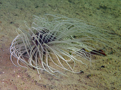 Pachycerianthus solitarius