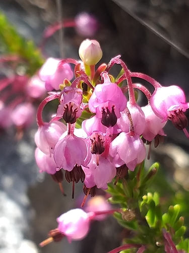 Image of Erica gracilipes by (c) kevin koen, some rights reserved (CC BY-SA)