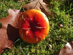 Amanita muscaria flavivolvata