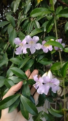 Bignonia callistegioides