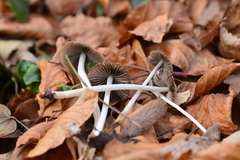 Coprinellus impatiens