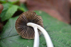 Coprinellus impatiens