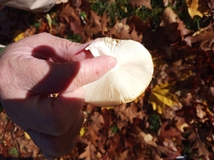 Amanita muscaria flavivolvata