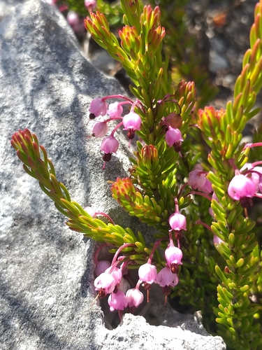 Image of Erica gracilipes by (c) kevin koen, some rights reserved (CC BY-SA)