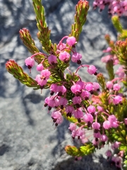 Erica gracilipes