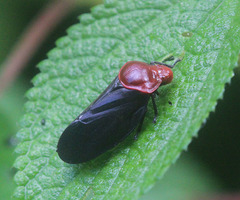 Simeliria funeralis