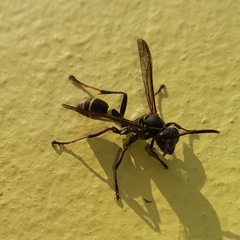 Mischocyttarus pallidipectus