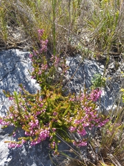 Erica gracilipes