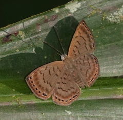 Chalodeta lypera