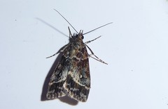 Eudonia legnota