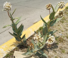 Asclepias glaucescens