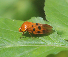 Cosmoscarta septempunctata