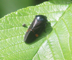 Cosmoscarta discrepans