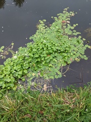 Hydrocotyle ranunculoides
