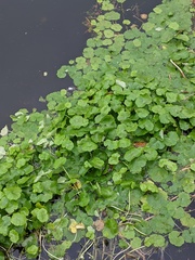 Hydrocotyle ranunculoides