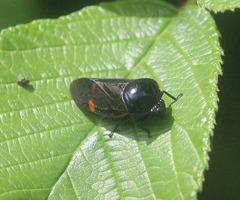 Cosmoscarta discrepans