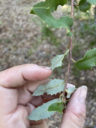 iNaturalist observation photo of canyon live oak