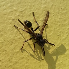 Mischocyttarus pallidipectus