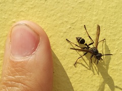 Mischocyttarus pallidipectus