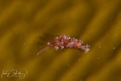 Hermaea evelinemarcusae