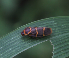 Phymatostetha stalii