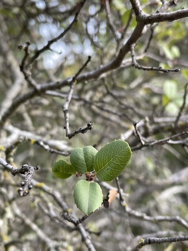 iNaturalist observation photo of Buckthorns