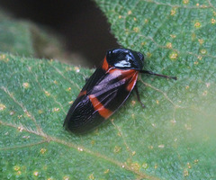 Cosmoscarta egens