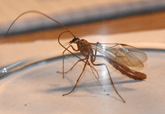 Ophion obscuratus