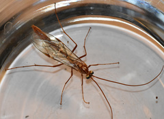 Ophion obscuratus