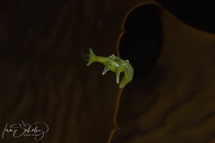Roburnella wilsoni