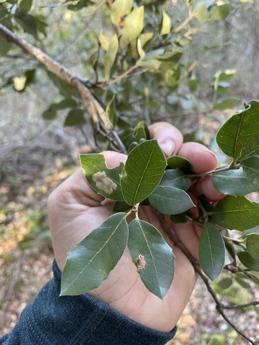 iNaturalist observation photo of canyon live oak