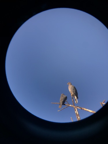 iNaturalist observation photo of Band-tailed Pigeon