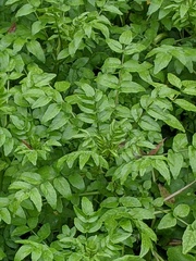 Nasturtium officinale