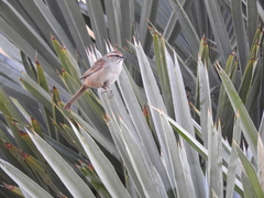 Rhynchospiza strigiceps