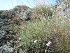 Dianthus hypanicus