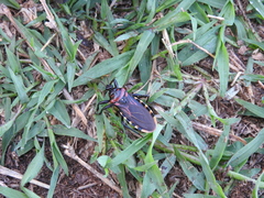 Brontostoma colossus