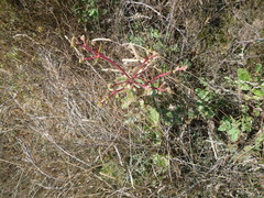 Hylotelephium maximum ruprechtii