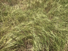 Bromus rigidus