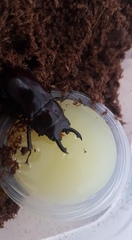 Prosopocoilus torresensis