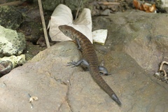 White-Striped Cape Skink photo 2