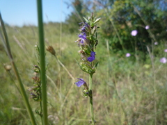 Hyssopus officinalis