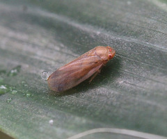 Kanozata contermina