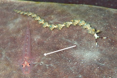 Pleurosicya elongata