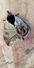Automeris coresus