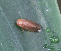 Kanozata contermina