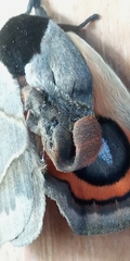 Automeris coresus