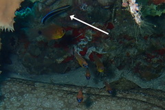 Labroides dimidiatus